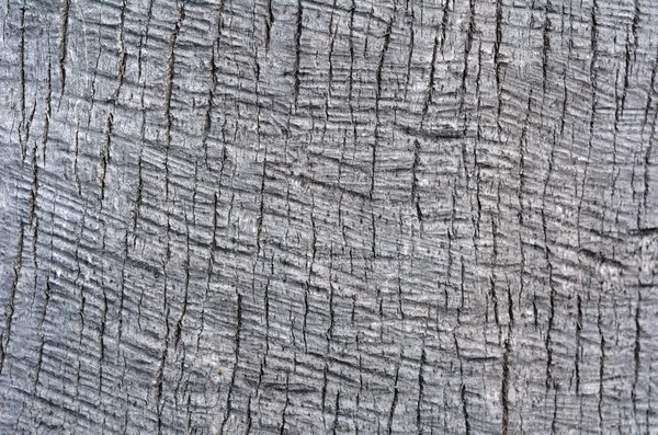 야자나무의 줄기 배경 구조 — 스톡 사진