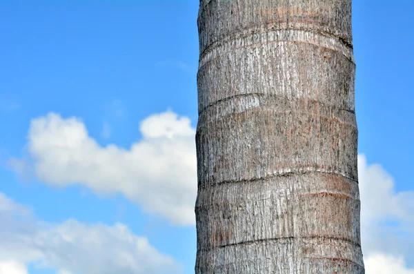 Palm tree trunk against blue sky — Stock Photo, Image