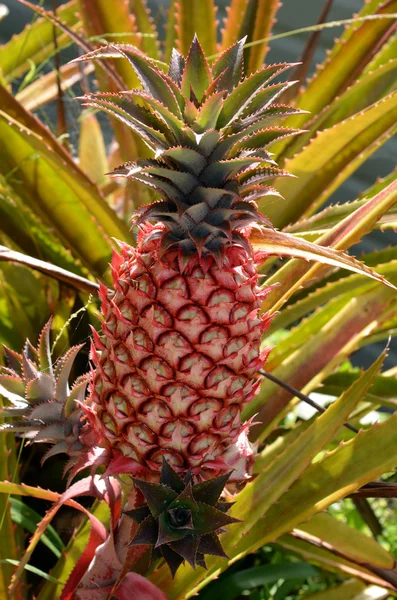 Red Pineapple — Stock Photo, Image