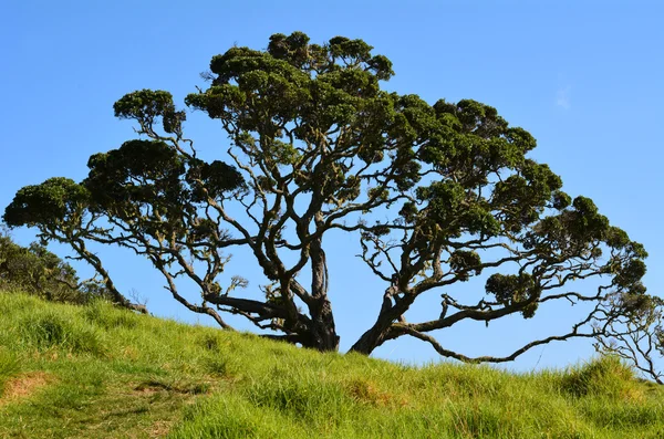 Pohutukawa tree — Stock Photo, Image
