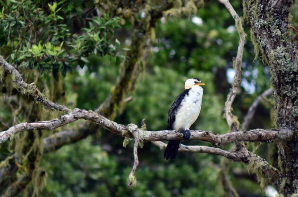 Pequeño cormorán espiado — Foto de Stock