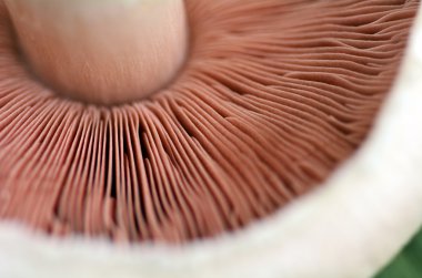 Portobello mushroom macro clipart