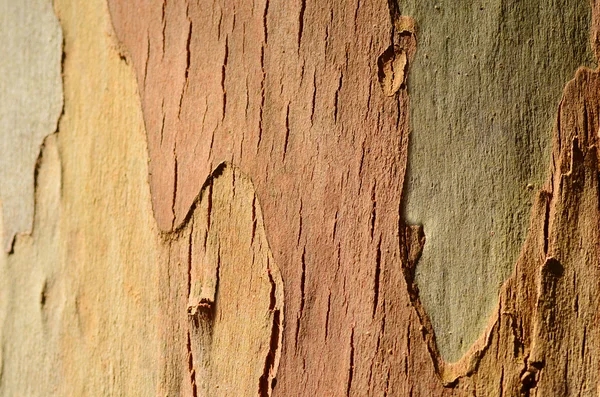 Eucalyptus tree — Stock Photo, Image