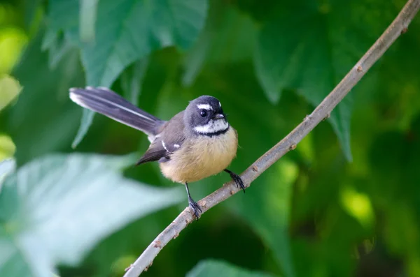 Nova Zelândia fantail — Fotografia de Stock