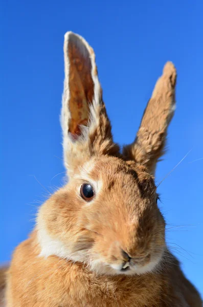 Tavşan yüzü — Stok fotoğraf