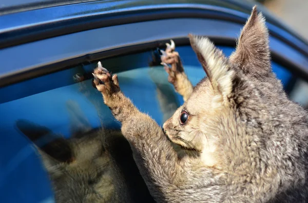 Wspólne possum brushtail — Zdjęcie stockowe