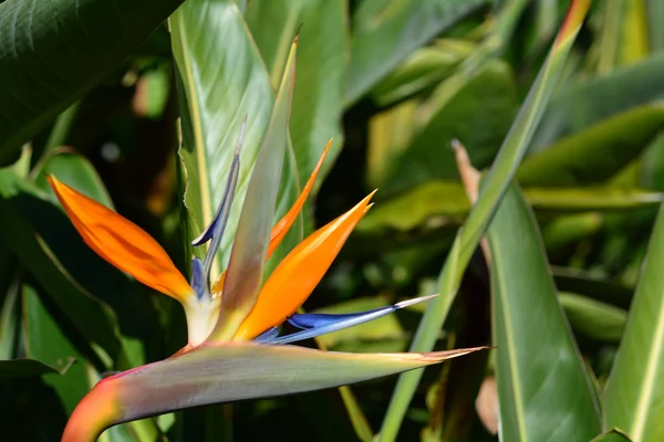 꽃 극락조 strelitzia reginae — 스톡 사진