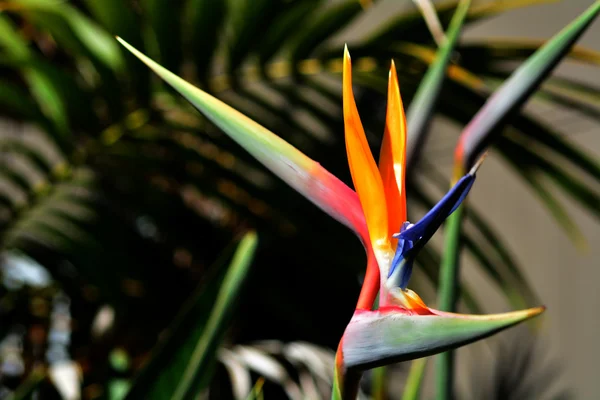 Птах райської квітки - Strelitzia reginae — стокове фото