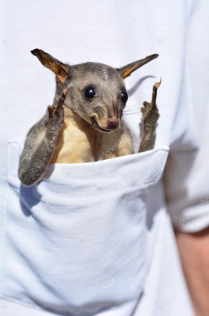 Common brushtail possum