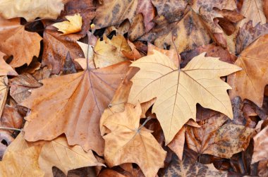 Sonbahar Yaprakları