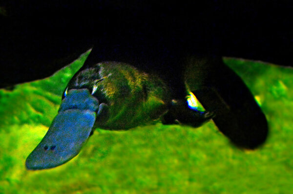 Platypus