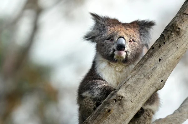 Koala zitten op een boom eucalyptus — Stockfoto