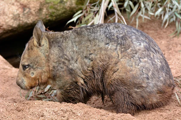 Wombat. — Fotografia de Stock