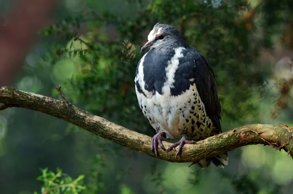 Wonga güvercin — Stok fotoğraf