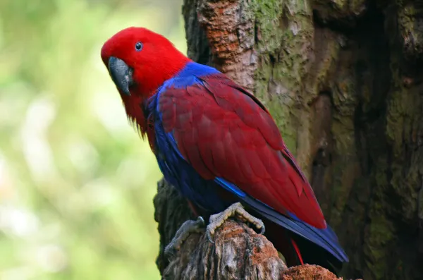 Ženské eclectus papoušek — Stock fotografie