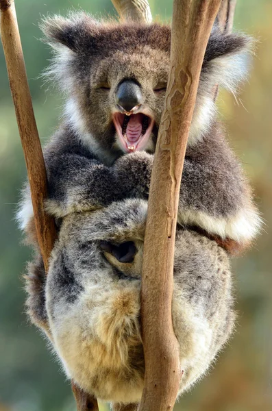 Koala yawning on an eucalyptus tree — Stock Photo, Image