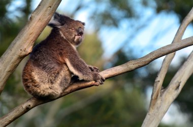 Okaliptüs ağacı üzerinde Koala sit