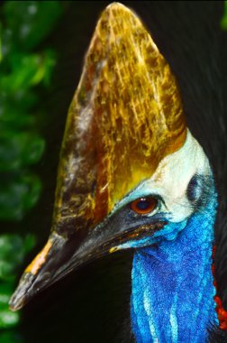 Cassowary
