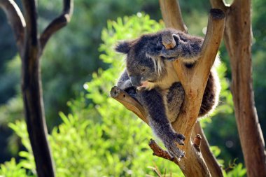 Koala tırman bir Okaliptüs ağacı üzerinde