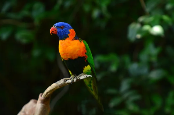 Duha lorikeet — Stock fotografie