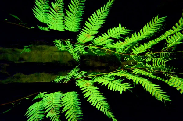 Silver tree fern — Stock Photo, Image