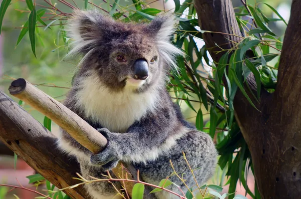 Koala siede su un albero di eucalipto — Foto Stock