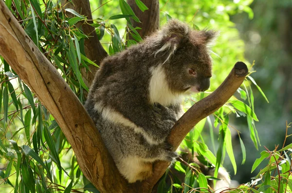 Koala senta-se em uma árvore de eucalipto — Fotografia de Stock