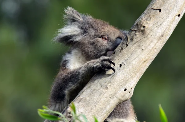 Koala klettert auf einen Eukalyptusbaum — Stockfoto