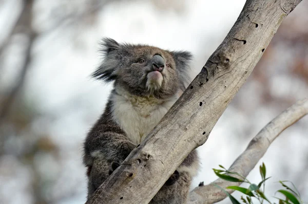 Koala siedzieć na drzewo eukaliptusa — Zdjęcie stockowe