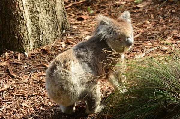 Koala gå på marken — Stockfoto
