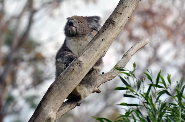 Koala sitta på en eukalyptusträd — Stockfoto