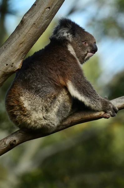 Koala zitten op een boom eucalyptus — Stockfoto