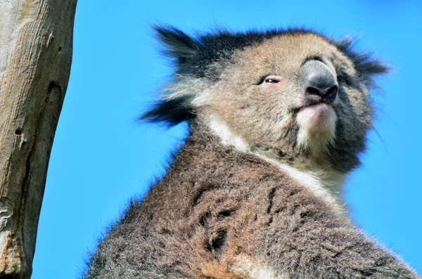 Koala siedzieć na drzewo eukaliptusa — Zdjęcie stockowe