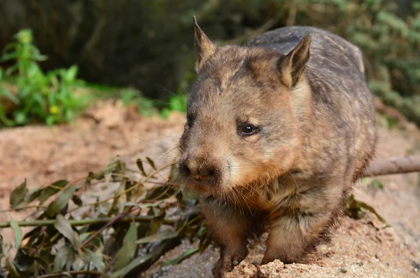 Wombat. — Fotografia de Stock