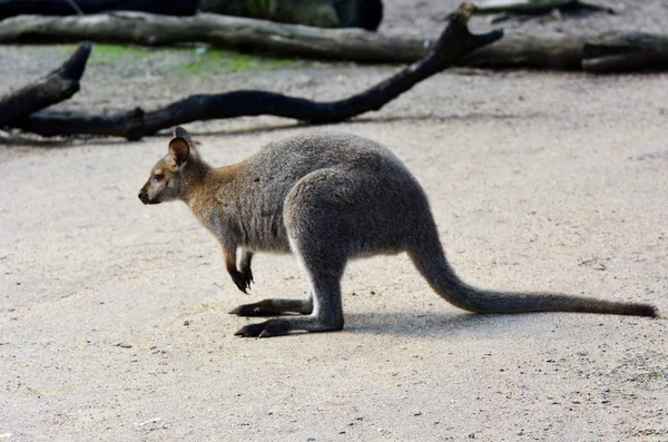 Antilopine känguru — Stockfoto