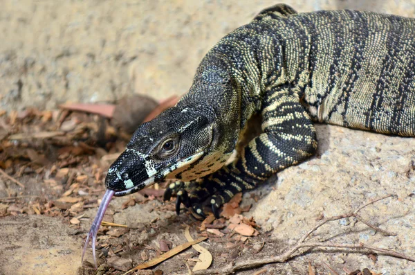 Goanna — стокове фото