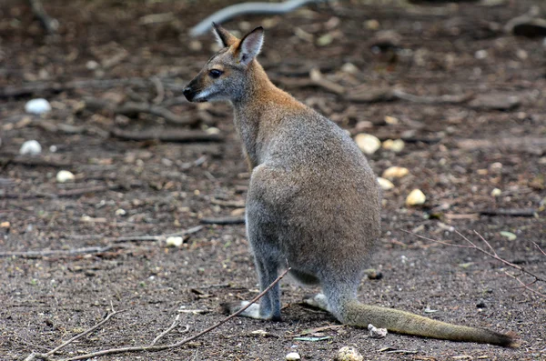 Antilopine kangaroo — Stock Photo, Image