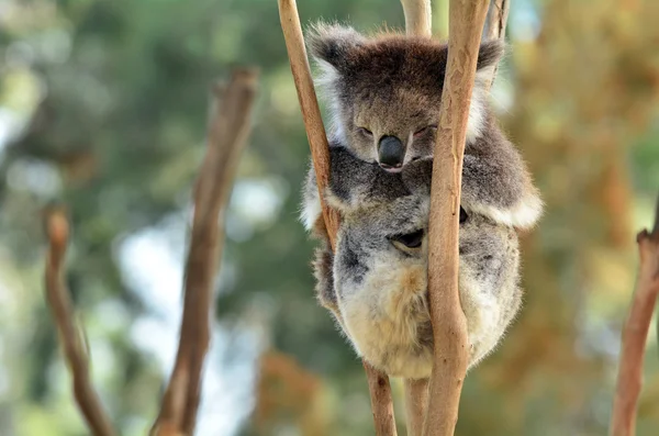 Koalaschlaf auf einem Eukalyptusbaum — Stockfoto