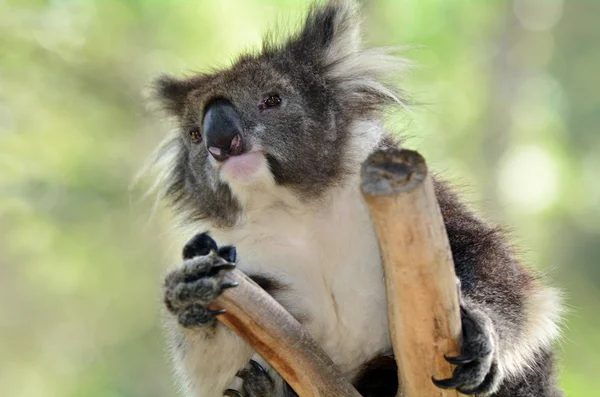 Koala sentarse en un árbol de eucalipto — Foto de Stock