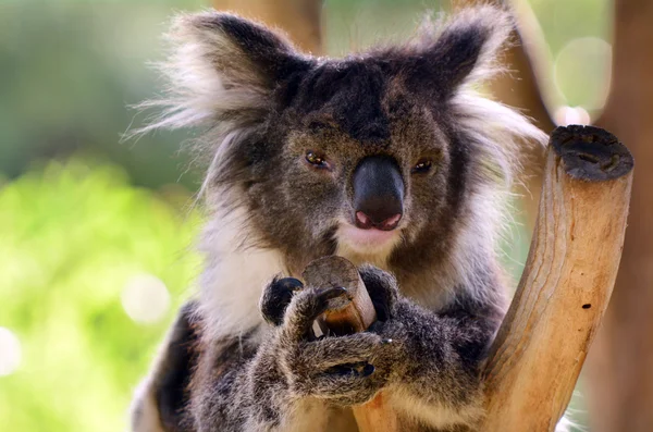 Koala zitten op een boom eucalyptus — Stockfoto