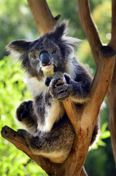 Koala sit on an eucalyptus tree — Stock Photo, Image