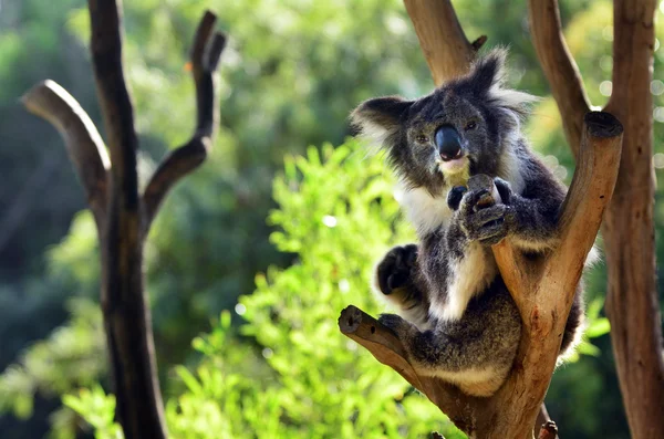 Koala zitten op een boom eucalyptus — Stockfoto