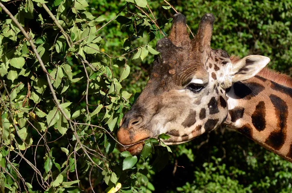 Giraffen äta löv — Stockfoto