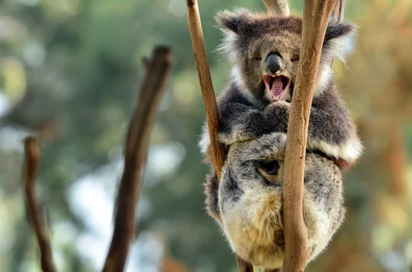 Arboreal animals Stock Photos, Royalty Free Arboreal animals Images | Depositphotos Arboreal animals Stock Photos, Royalty Free Arboreal animals Images | Depositphotos
