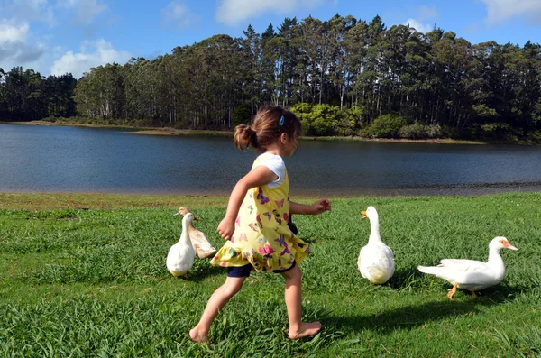 Little girl chasing wild duck — Stock Photo, Image