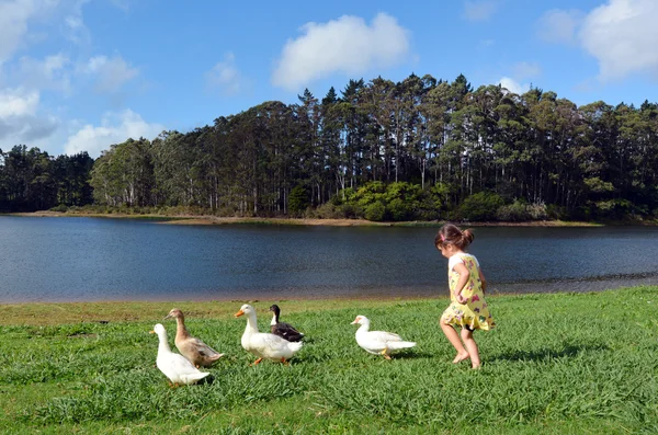 Little girl chasing wild duck — Stock Photo, Image
