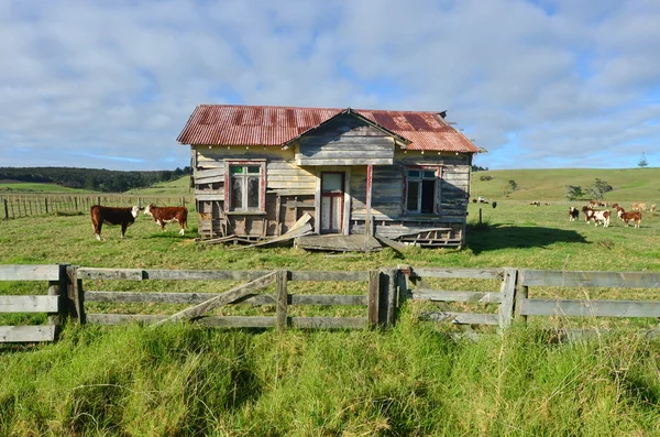 Holsteinische Kühe grasen in uraltem Bauernhof — Stockfoto