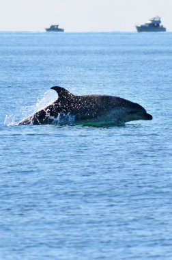 Dolphin leaping out of the water clipart