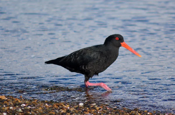 Ostronfångare — Stockfoto