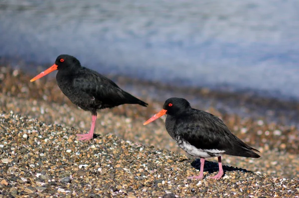 Oystercatcher — Stock Photo, Image